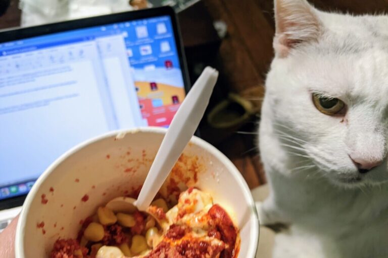 Cat looking at elotes